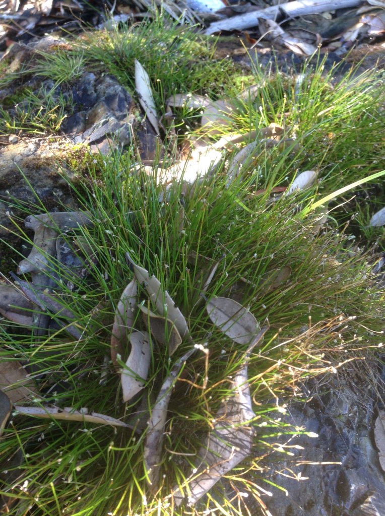 Fiber optic grass