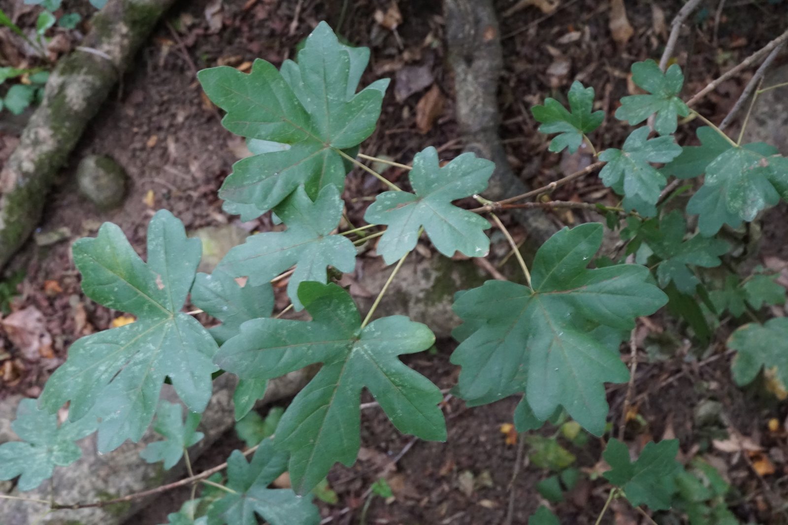 Field maple