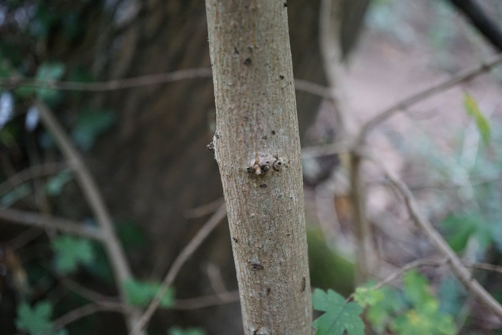 Field maple