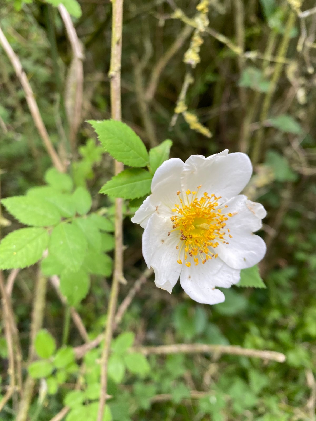 Field rose