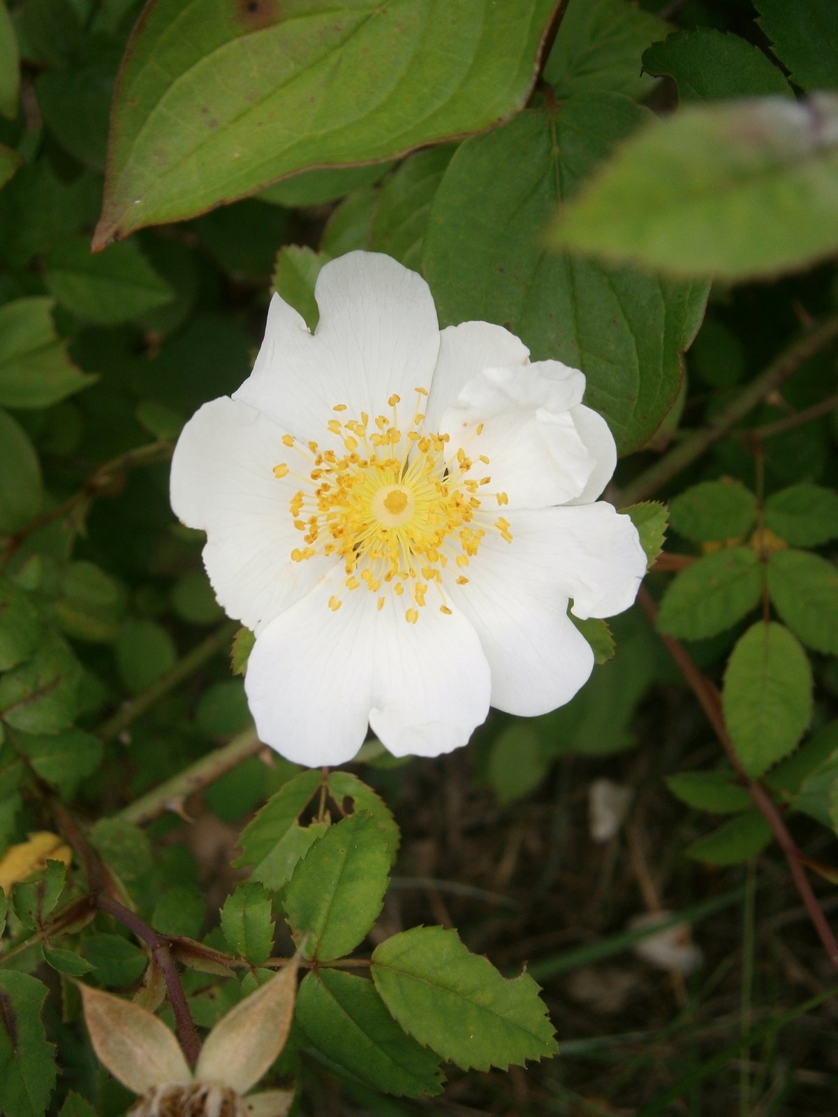 Field rose
