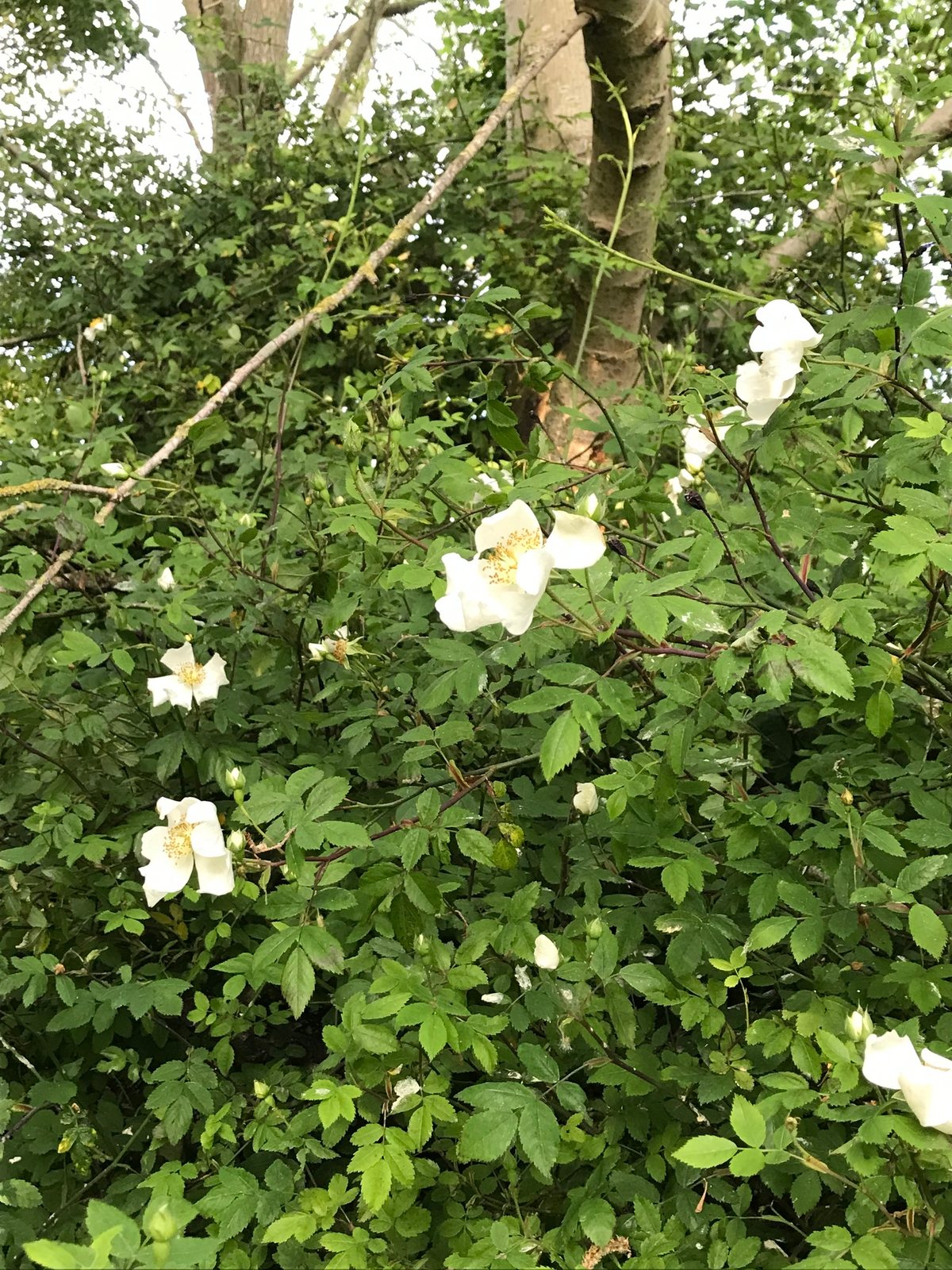 Field rose