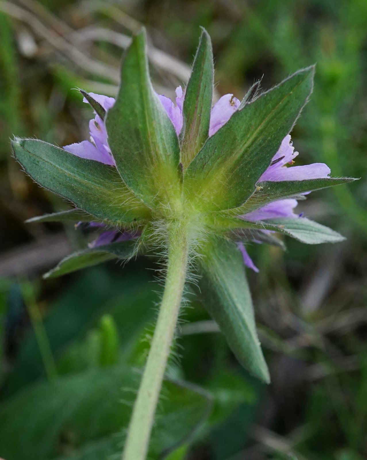 Field scabious