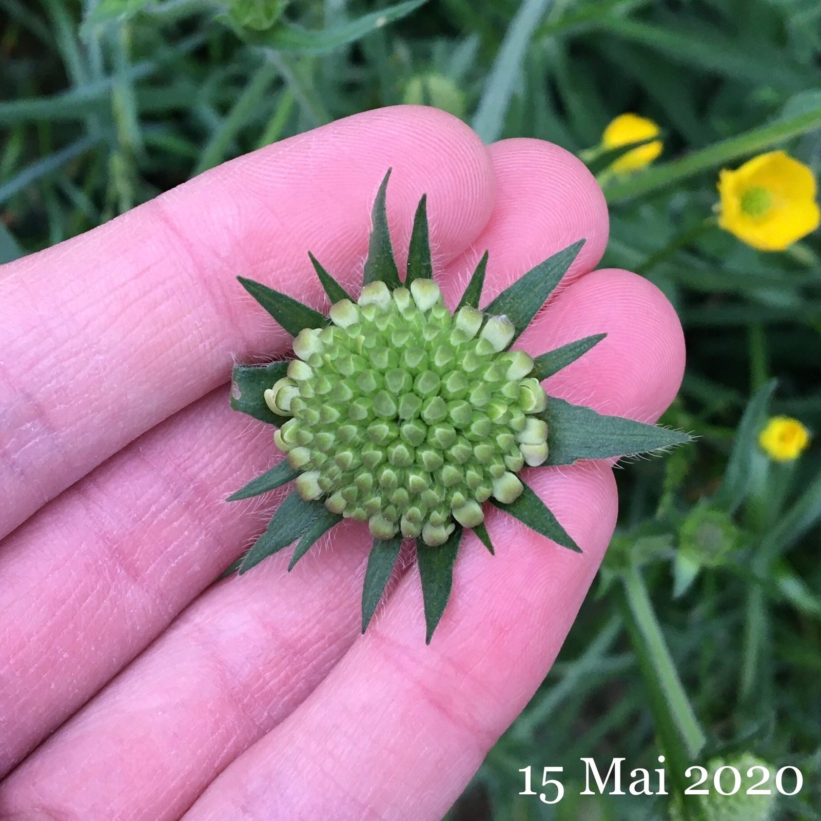 Field scabious