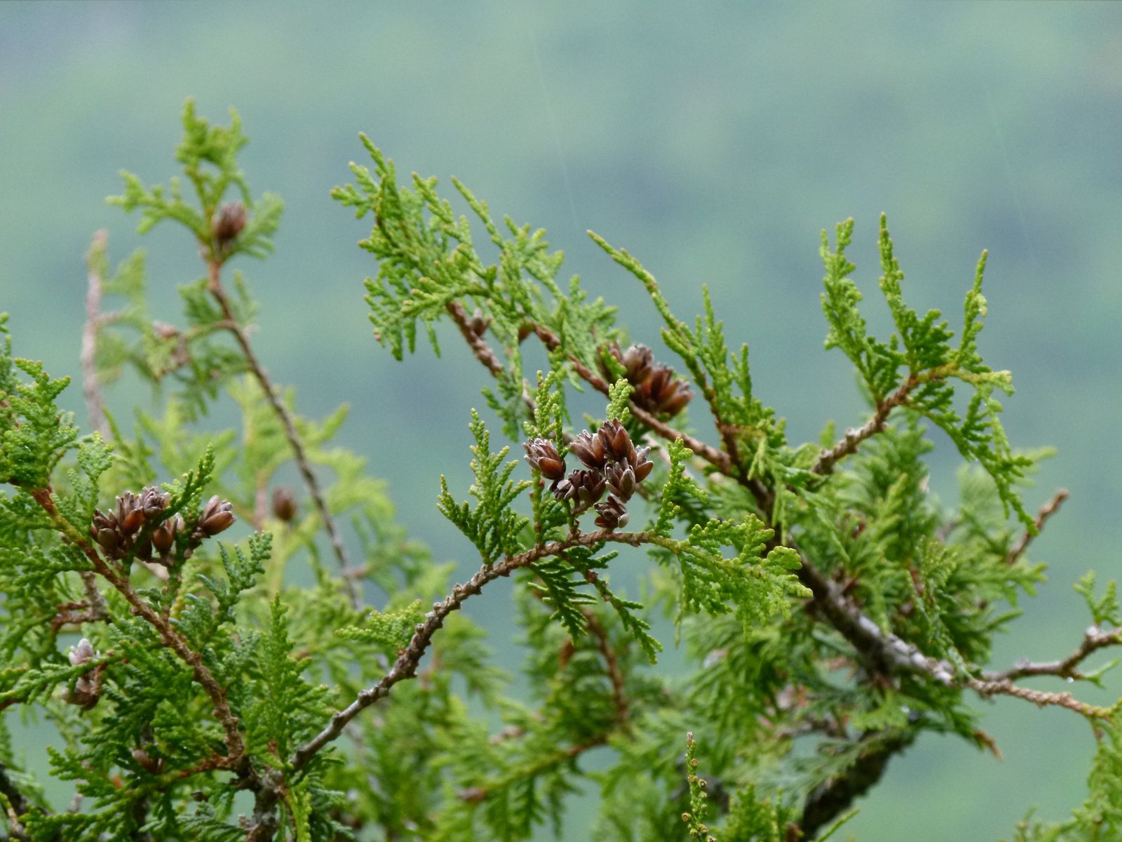 Fire Chief arborvitae