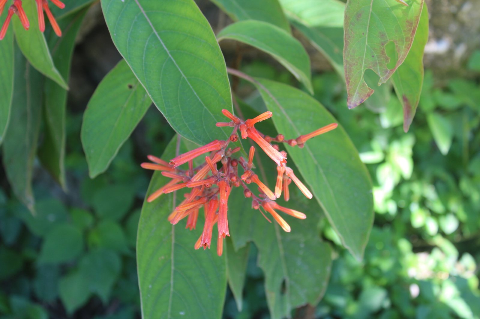 Firebush