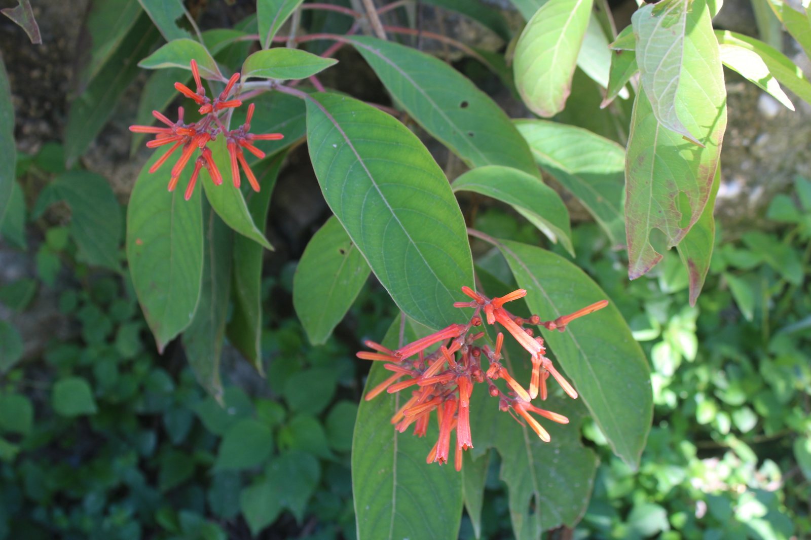 Firebush