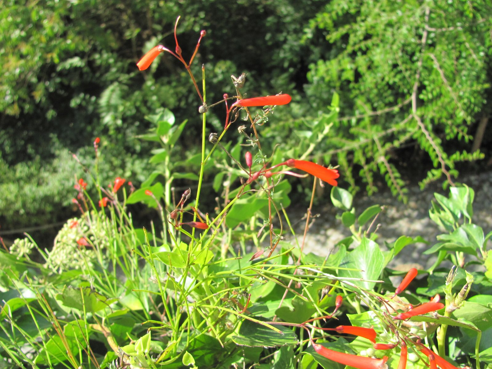Firecracker plant