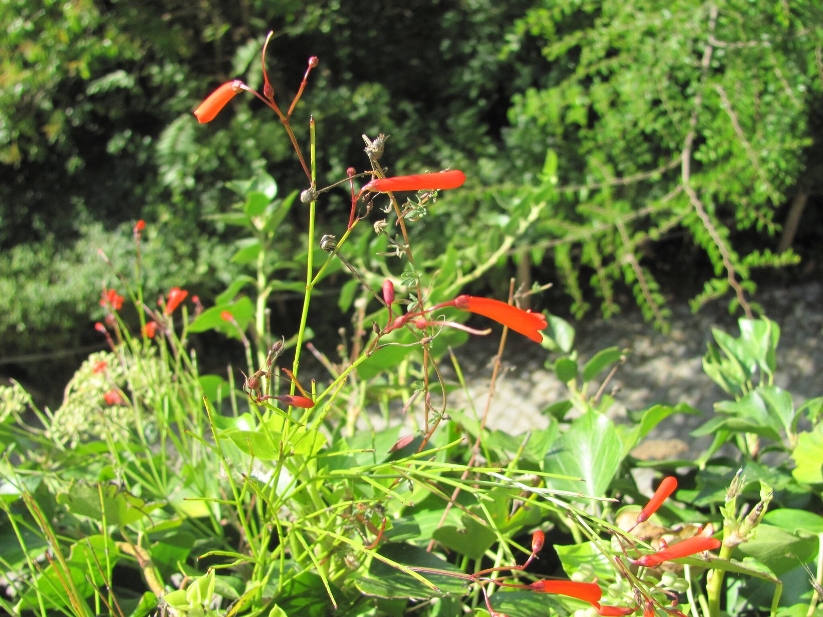 Firecracker plant