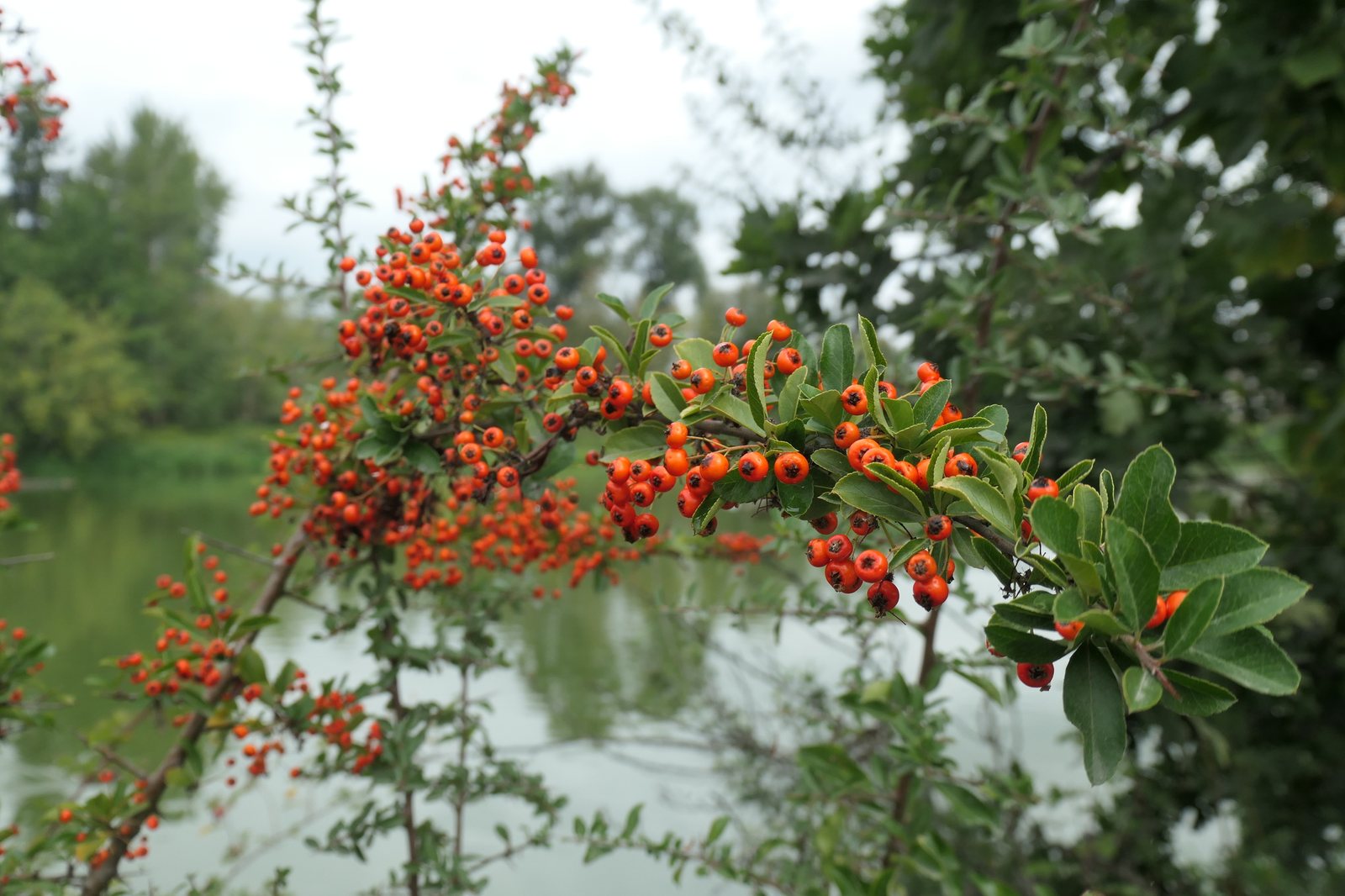 Firethorn