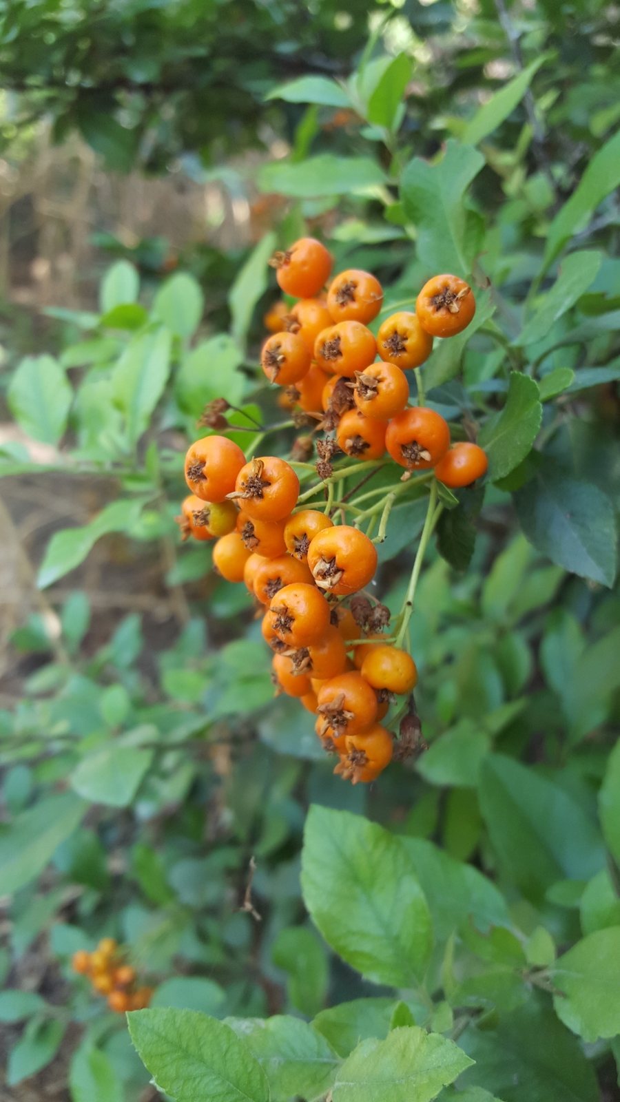 Firethorn