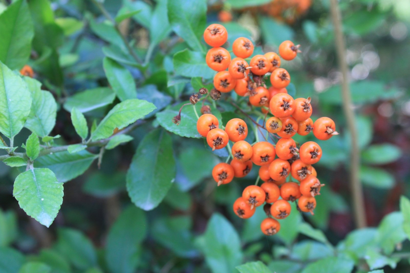 Firethorn