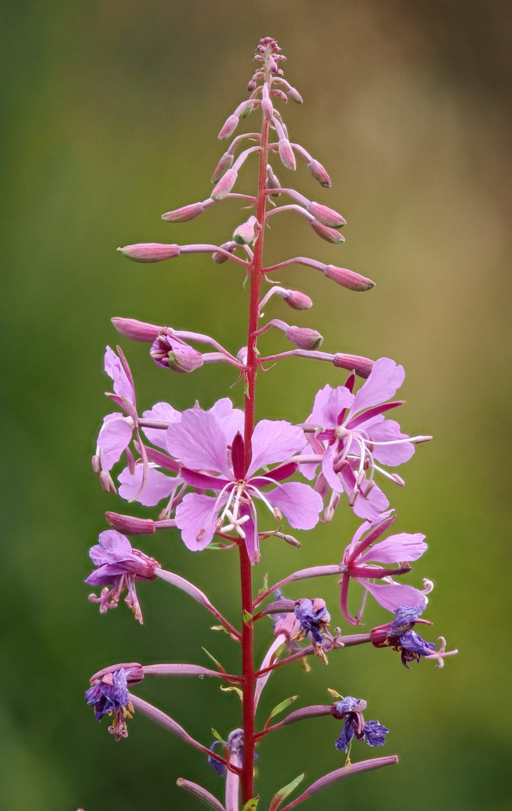 Fireweed