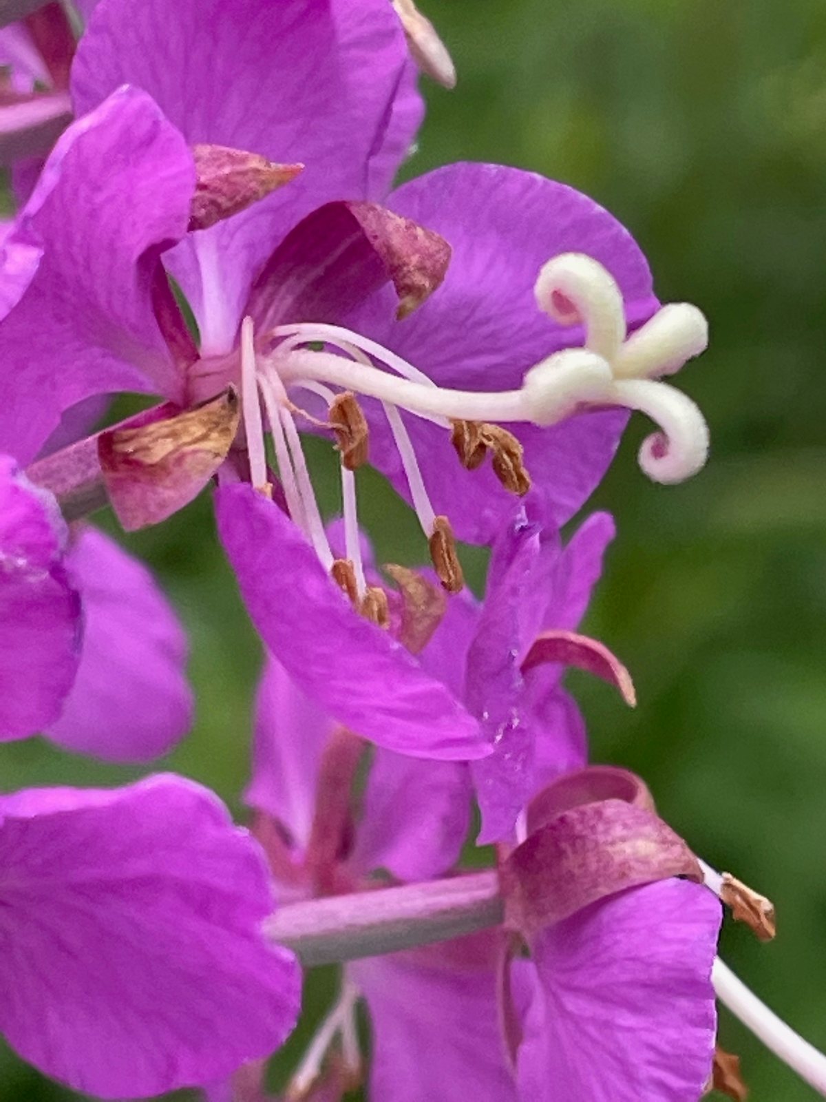 Fireweed
