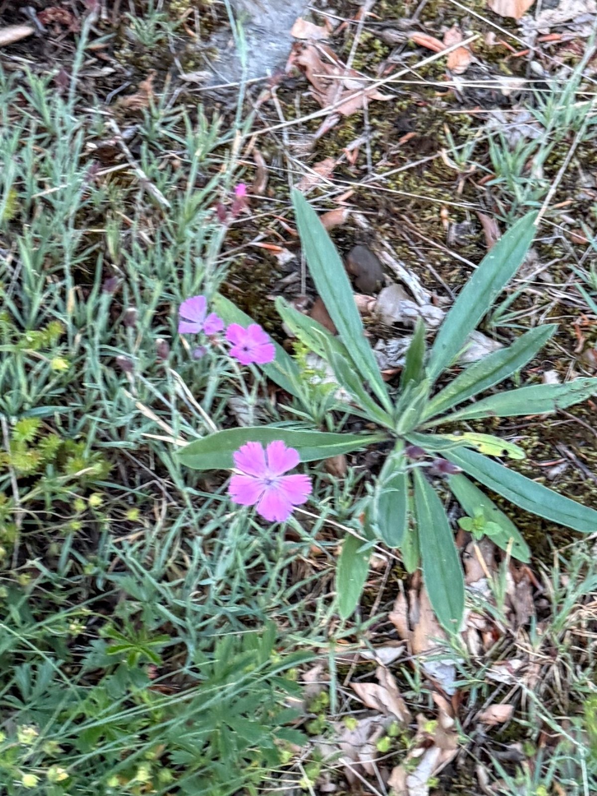 Firewitch dianthus