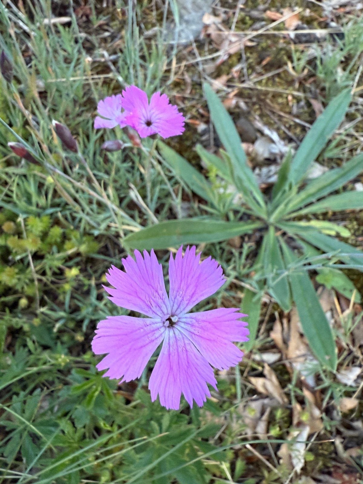 Firewitch dianthus