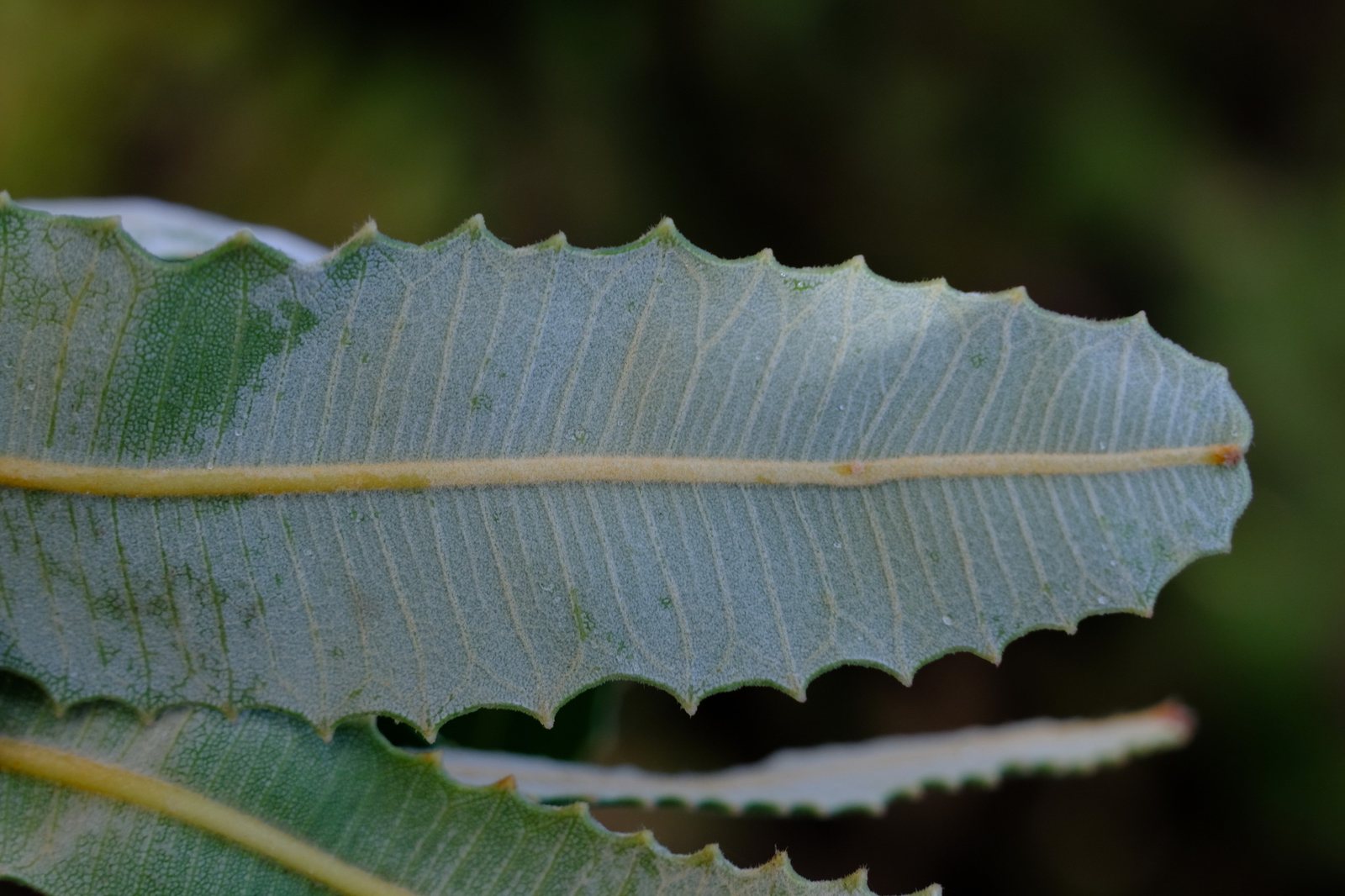 Firewood banksia