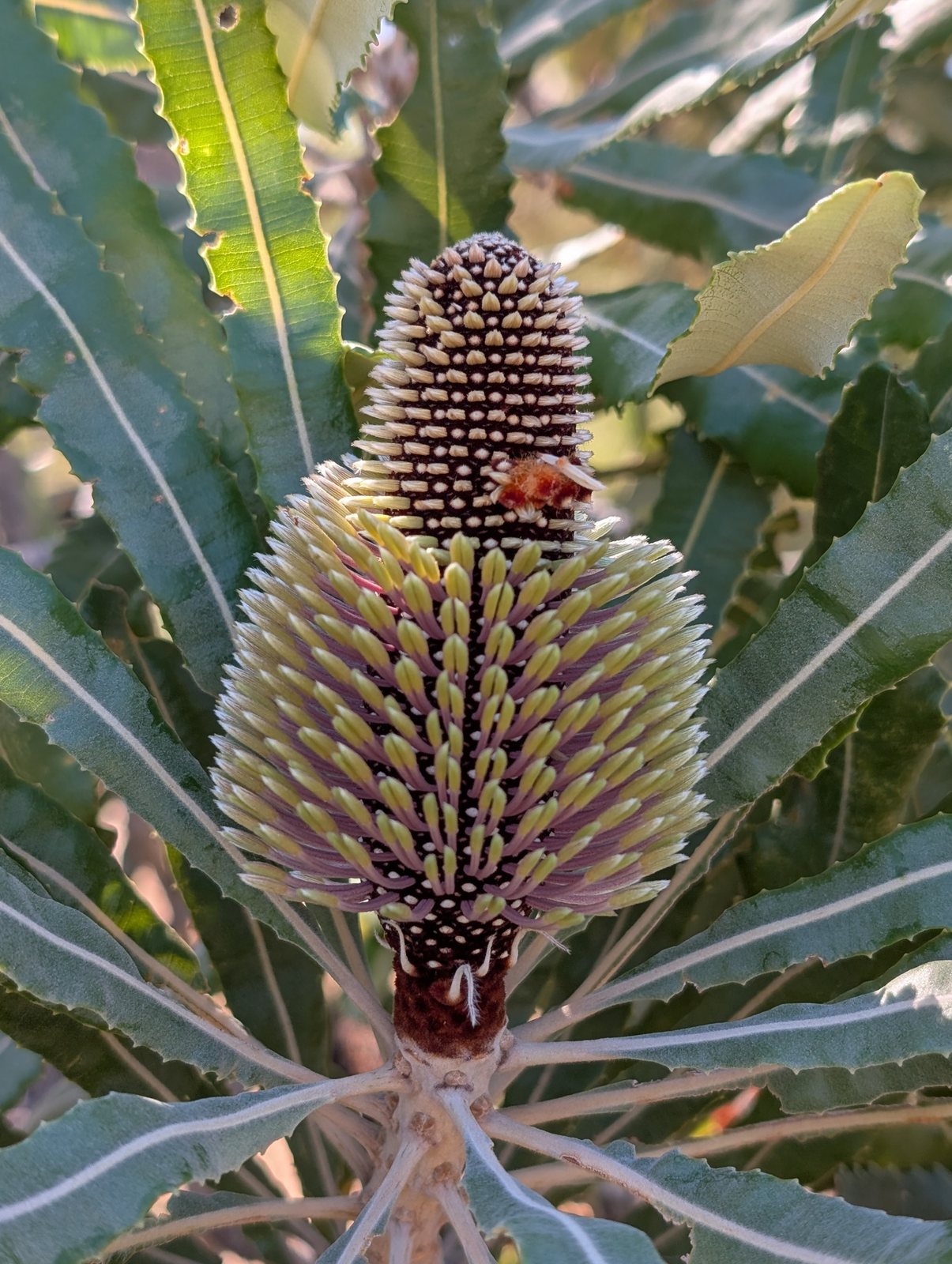 Firewood banksia