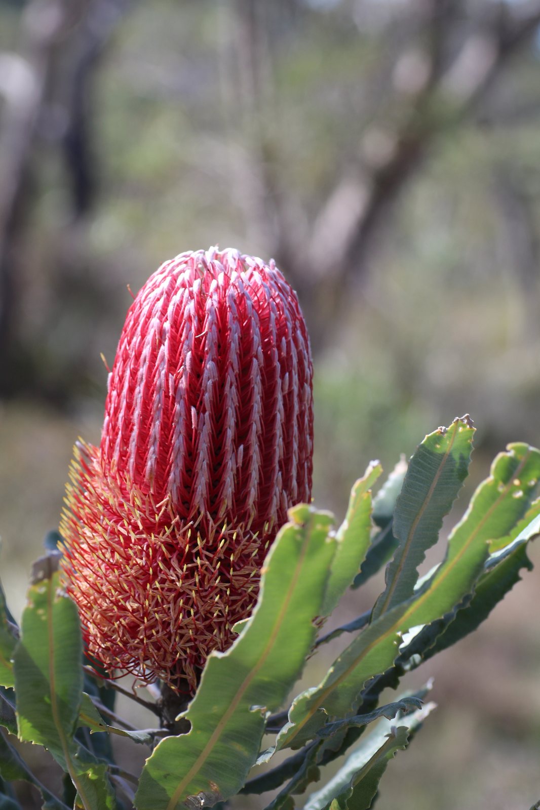 Firewood banksia