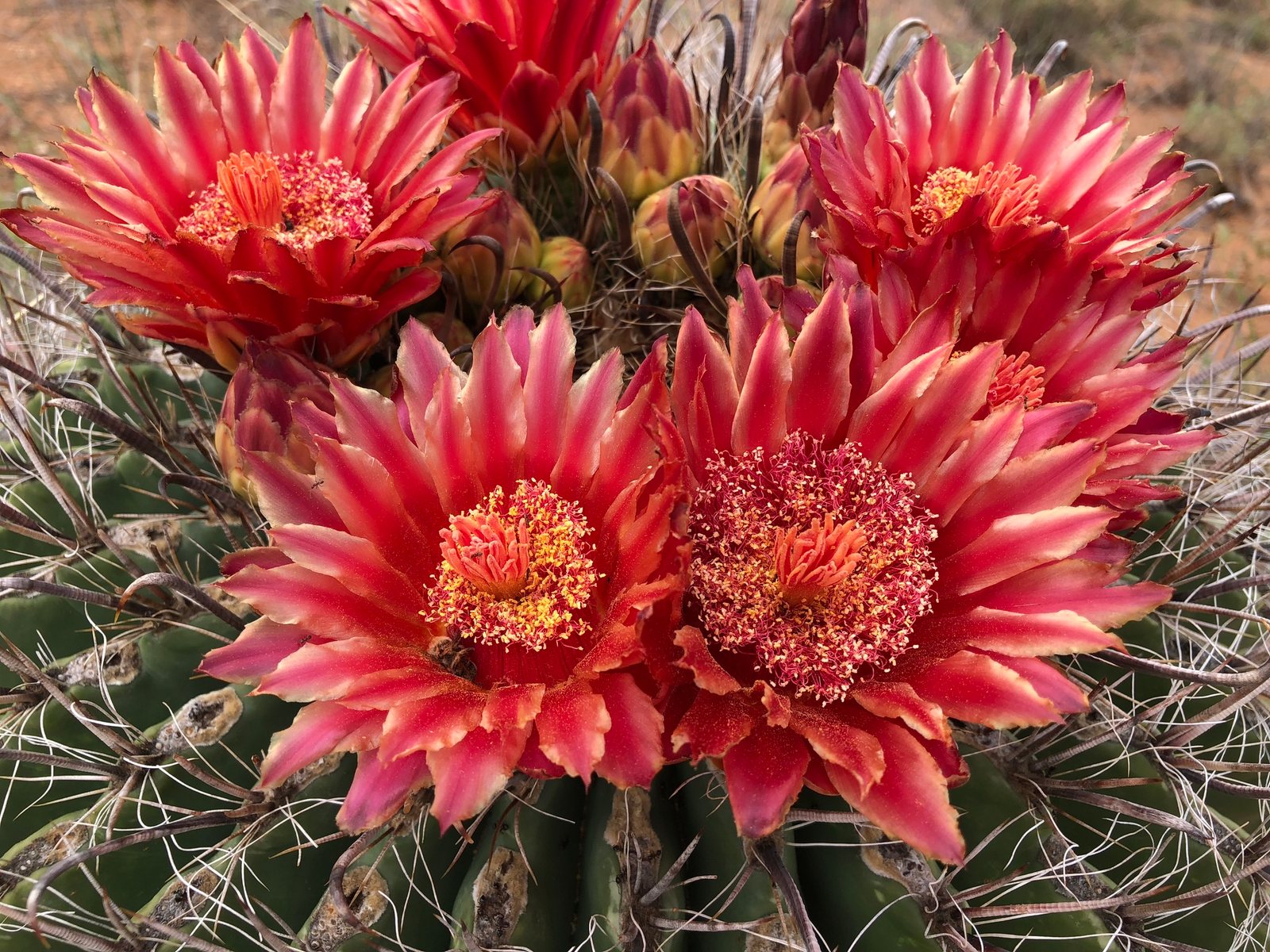 Fishhook barrel cactus