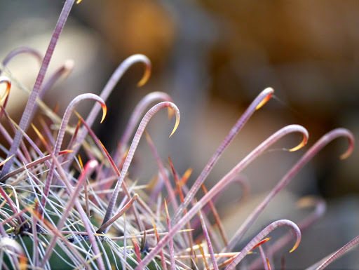 Fishhook barrel cactus
