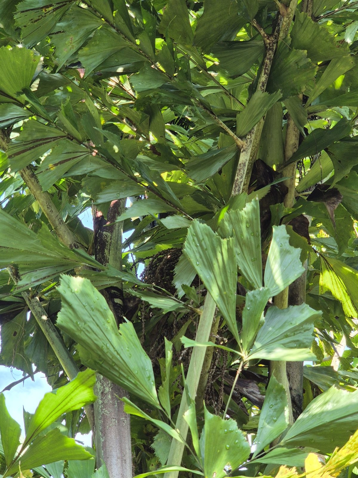 Fishtail palm