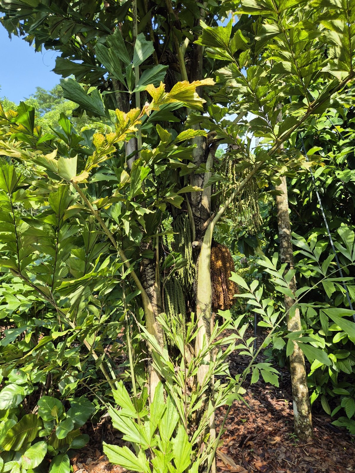 Fishtail palm