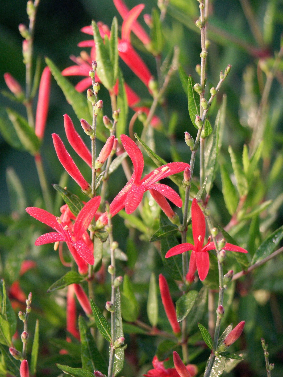 Flame acanthus