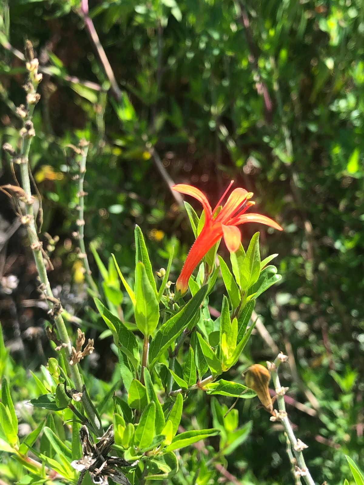 Flame acanthus