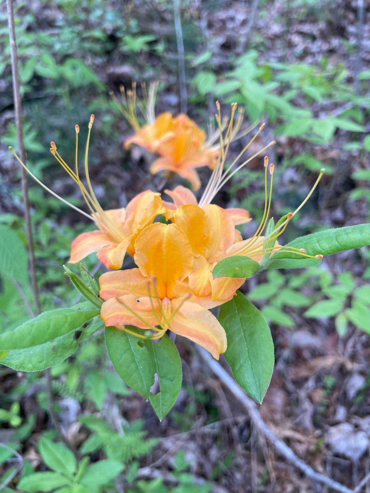 Flame azalea