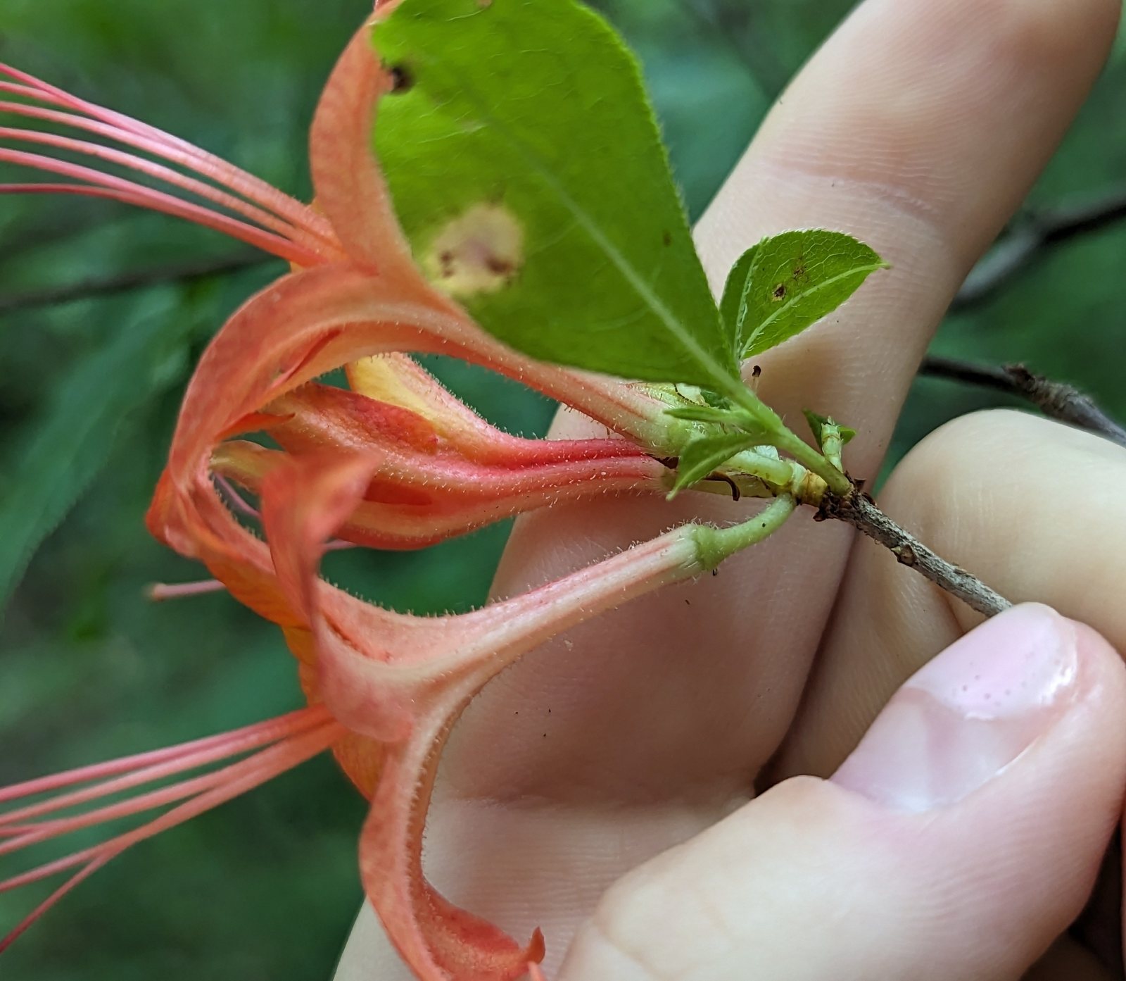 Flame azalea