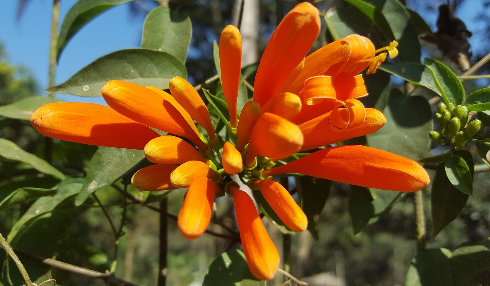 Flame vine