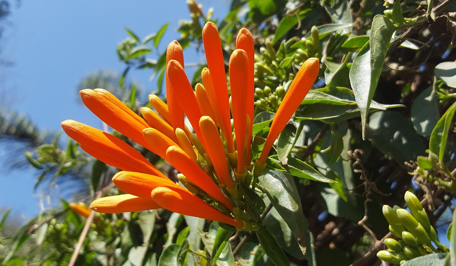 Flame vine
