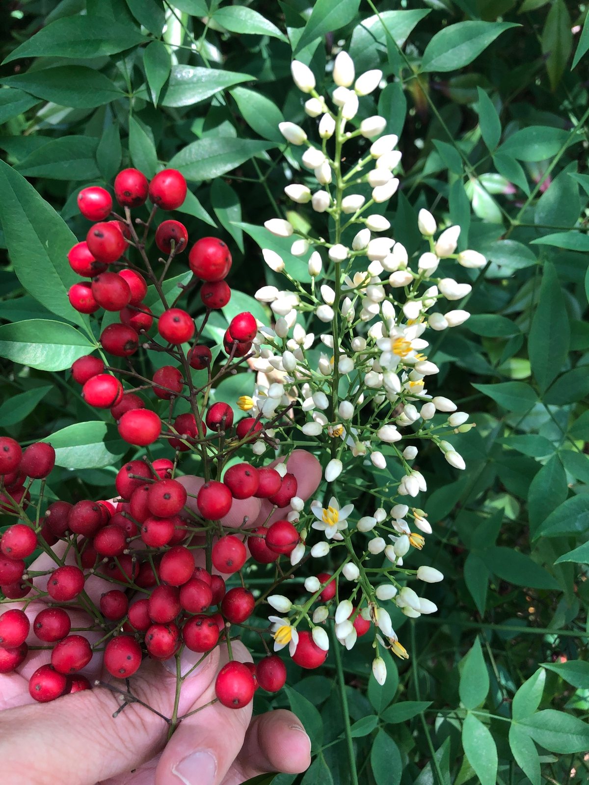 Flirt nandina