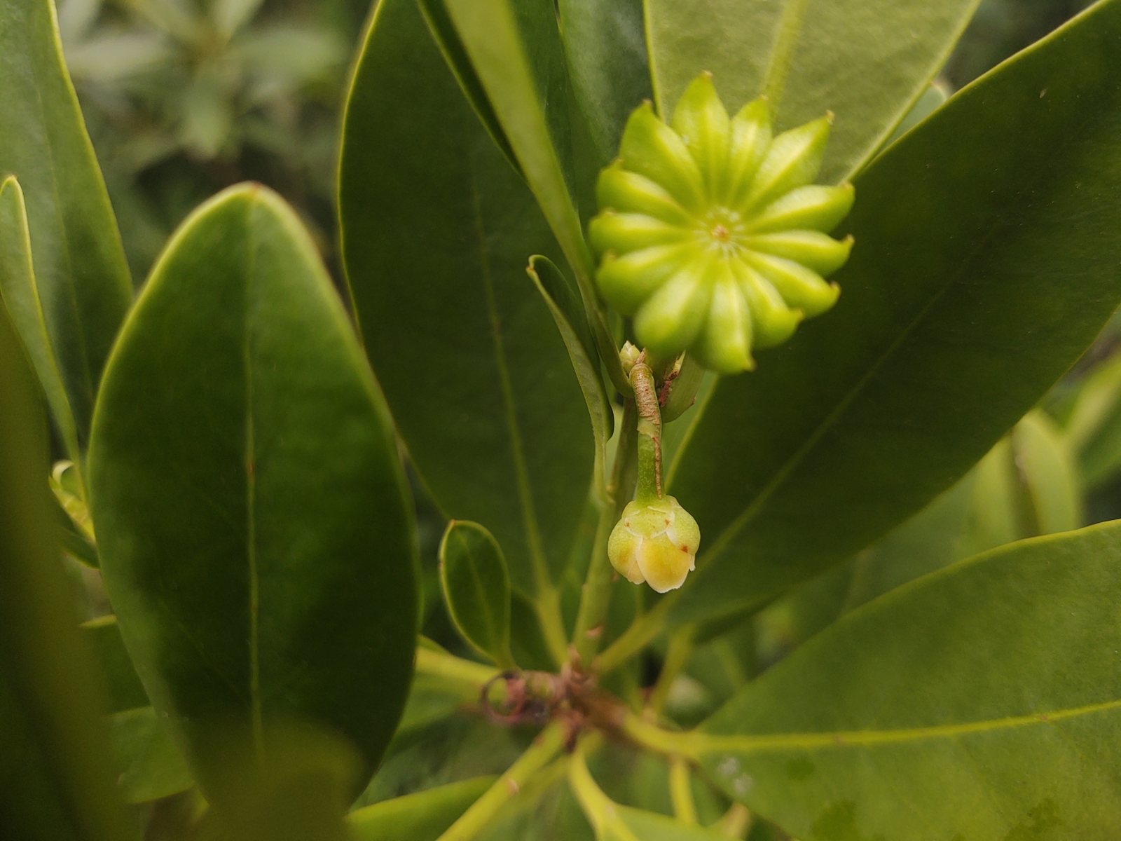 Florida anise