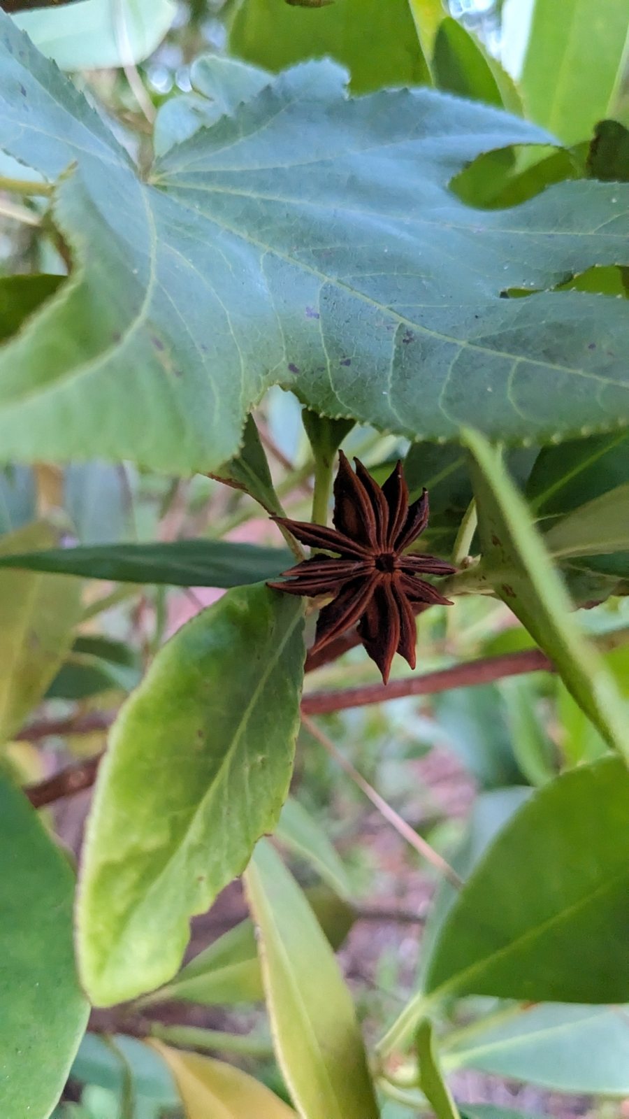 Florida anise