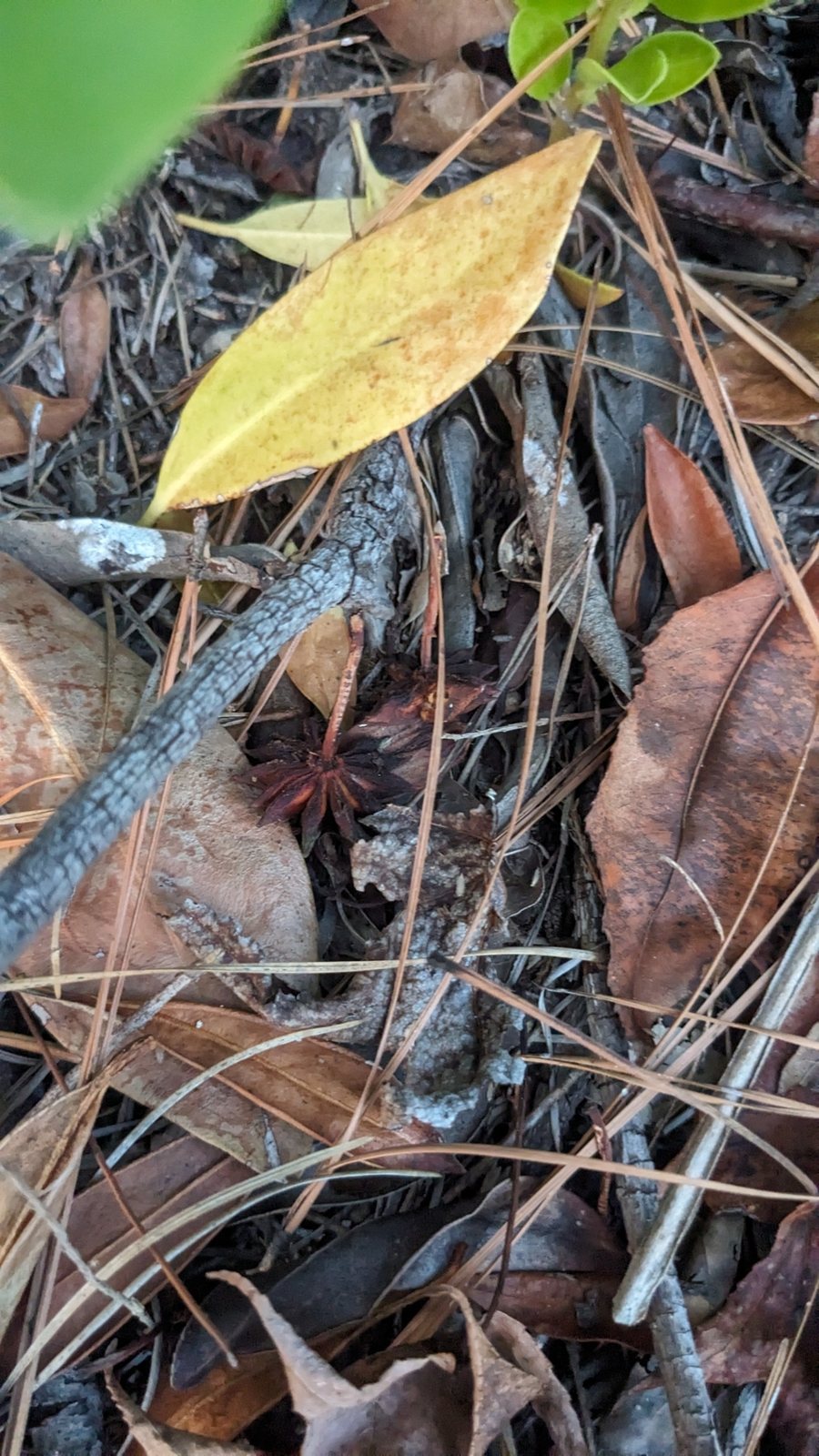 Florida anise