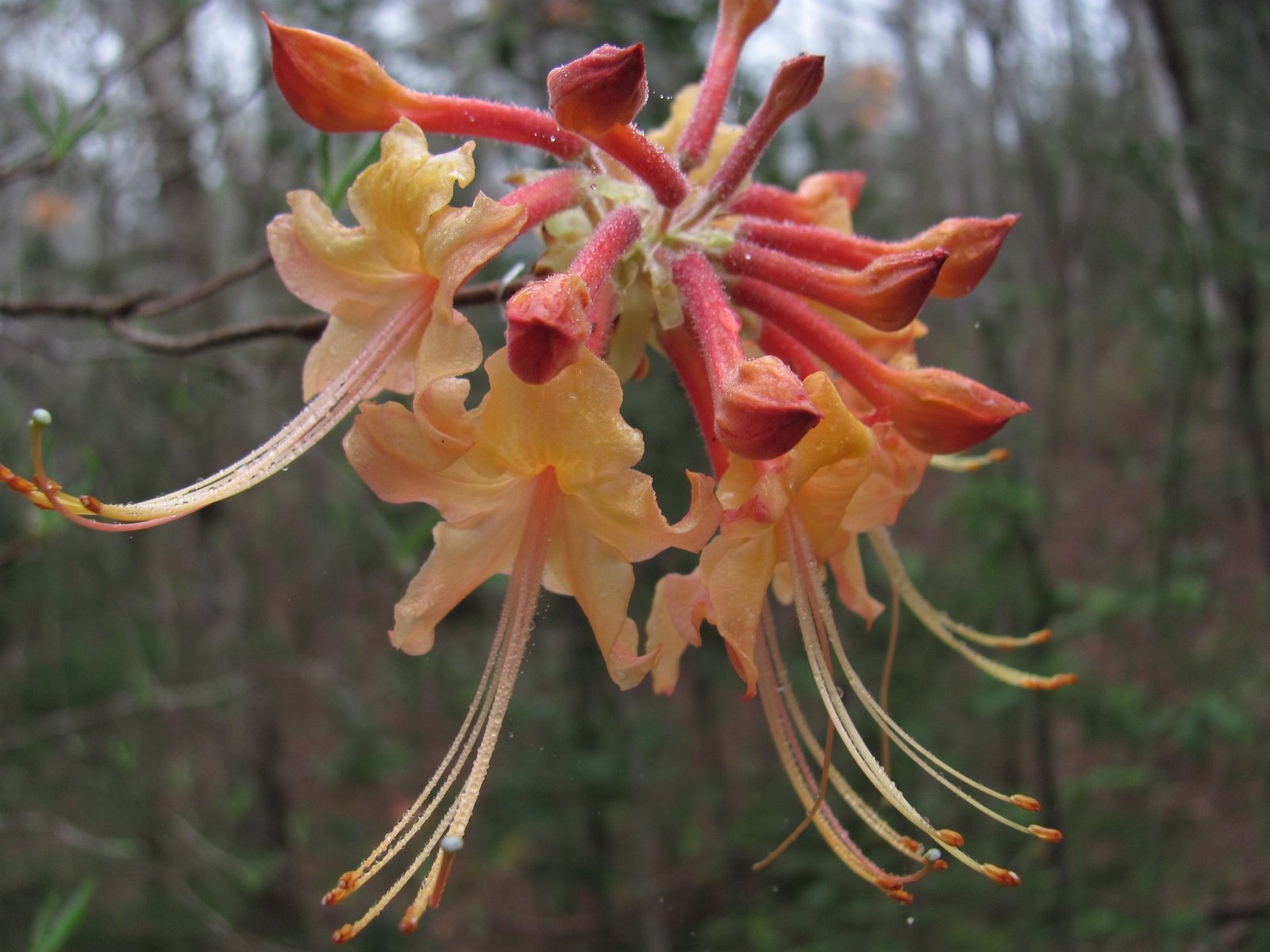 Florida flame azalea