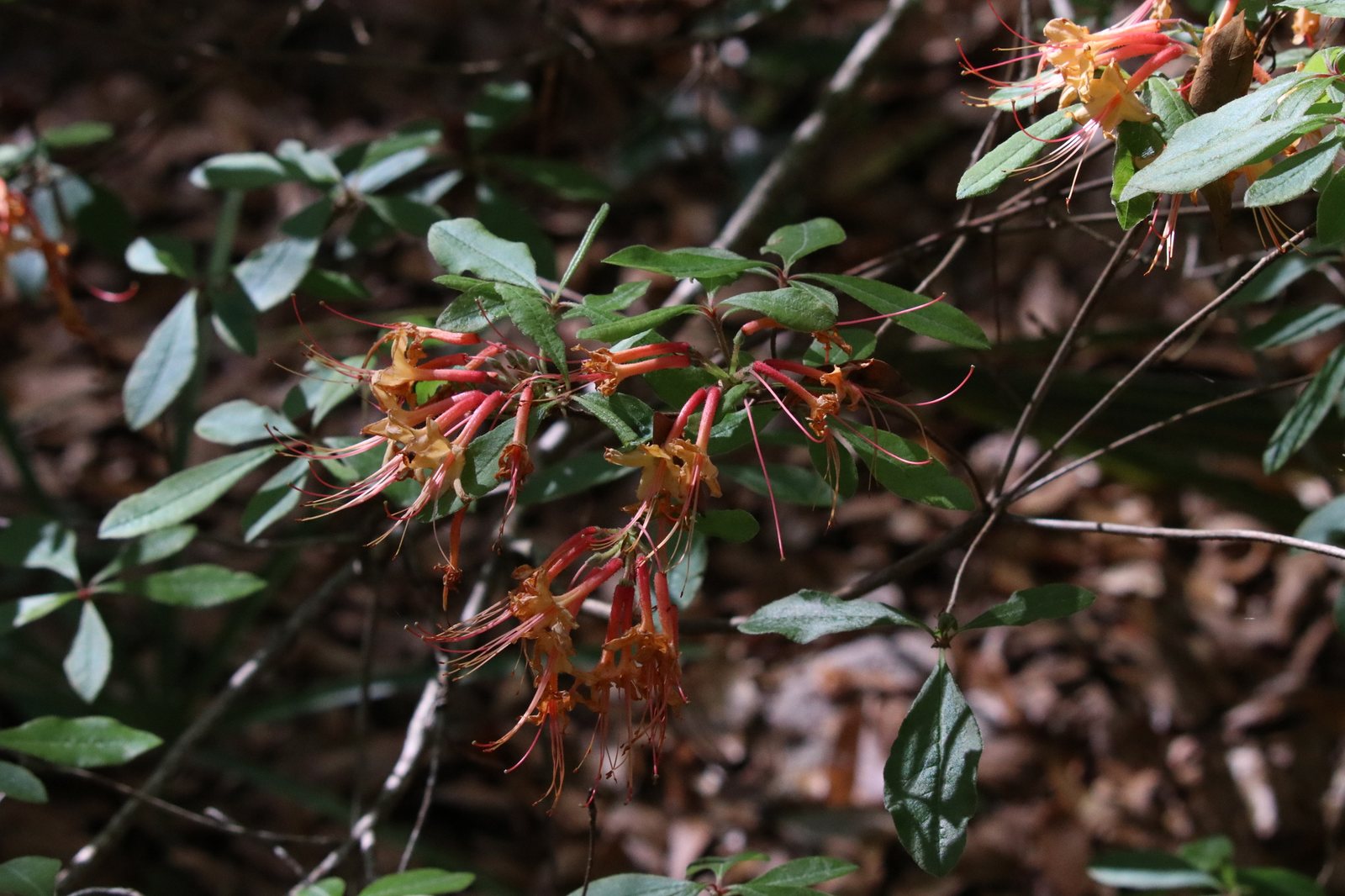 Florida flame azalea