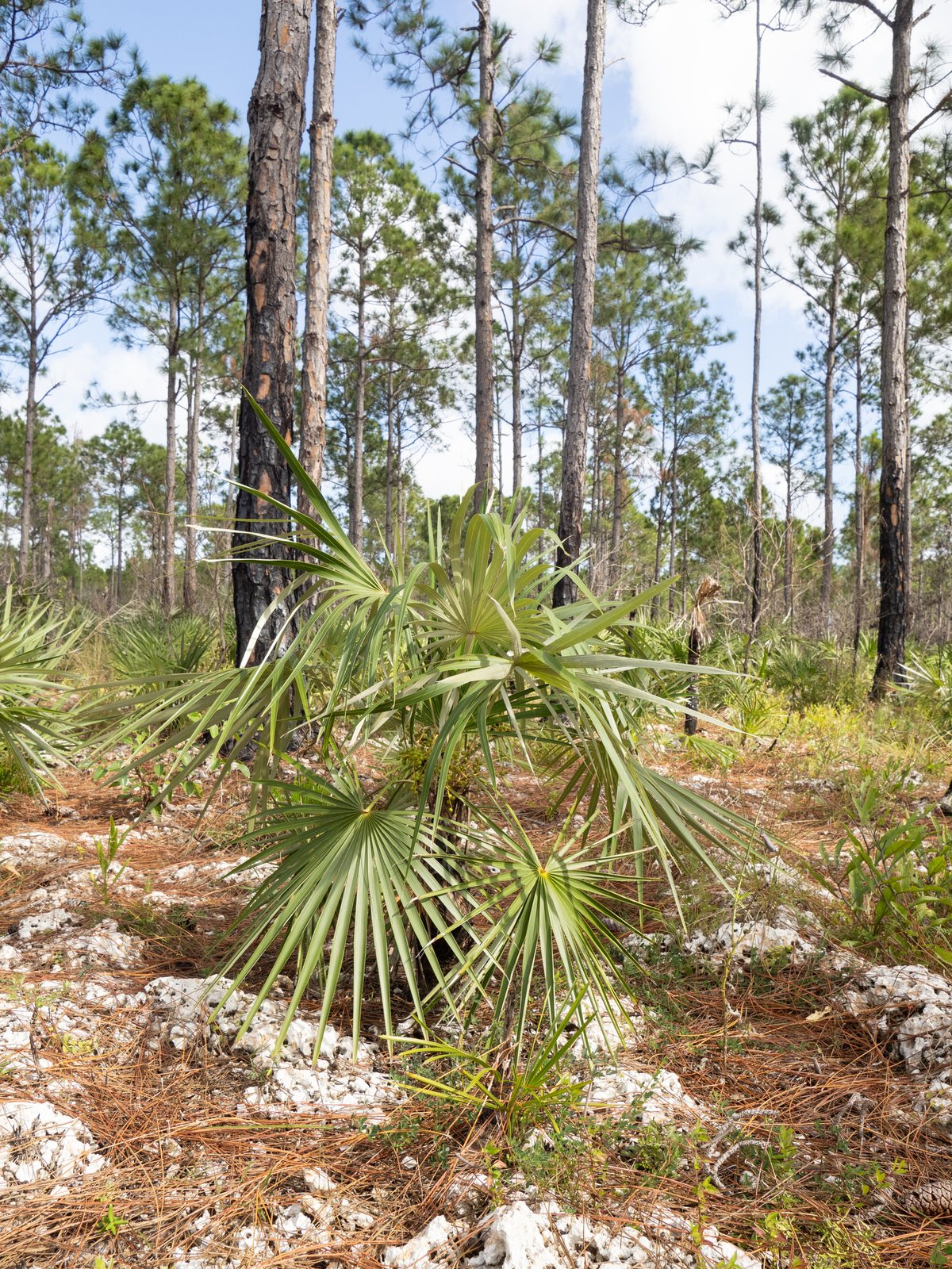 Florida silver palm
