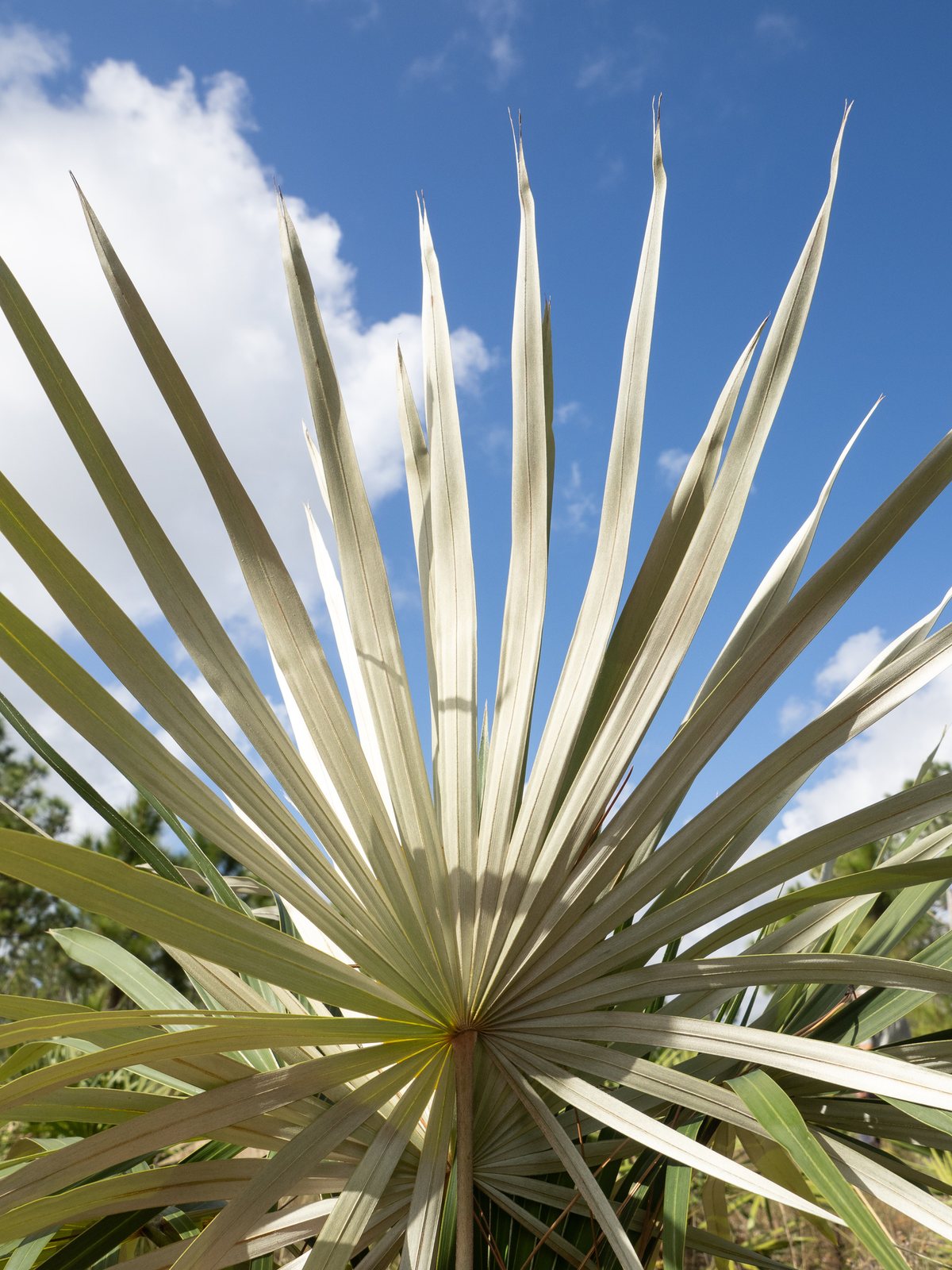 Florida silver palm