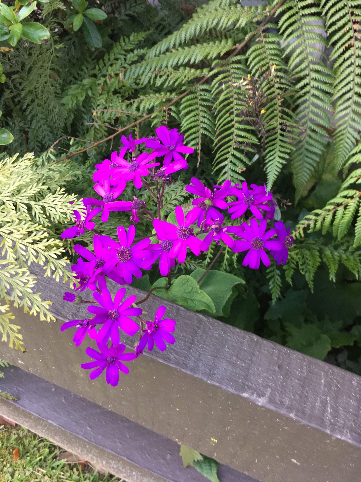Florist's cineraria