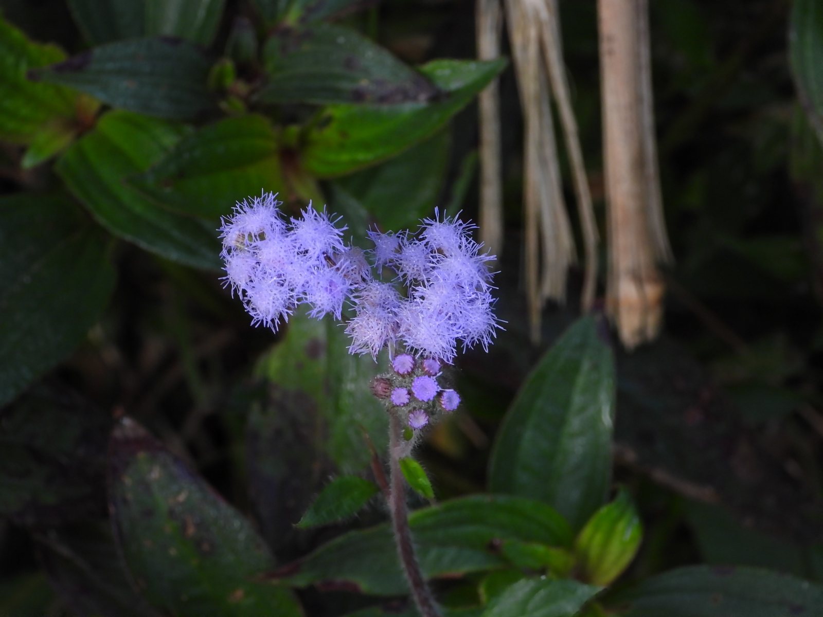 Floss flower