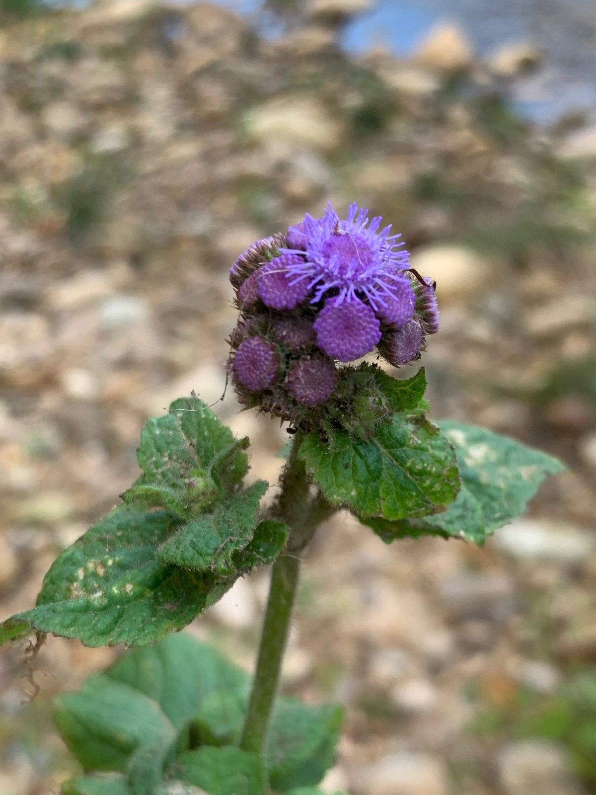 Floss flower