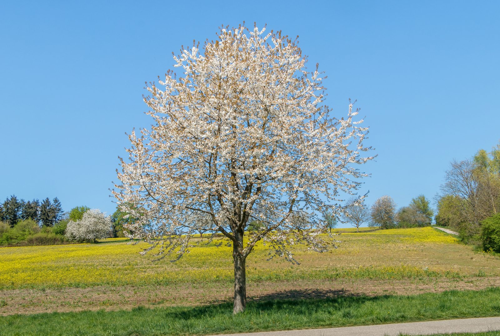 Flowering cherry 'Amanogawa'