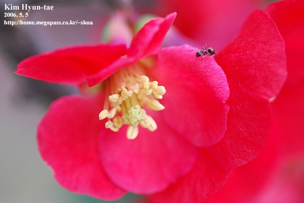 Flowering quince