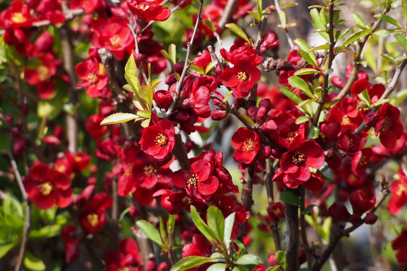Flowering quince
