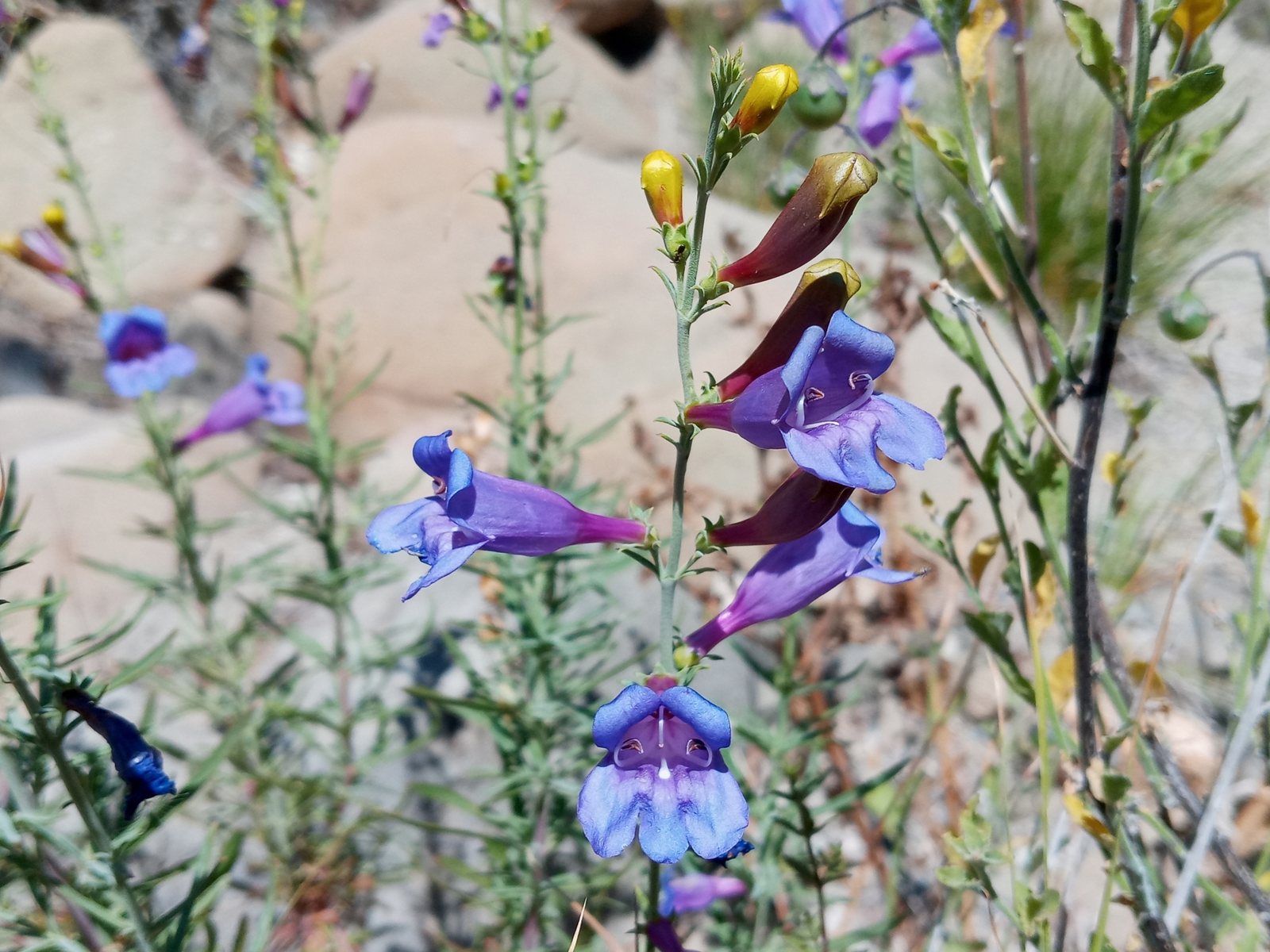 Foothill penstemon