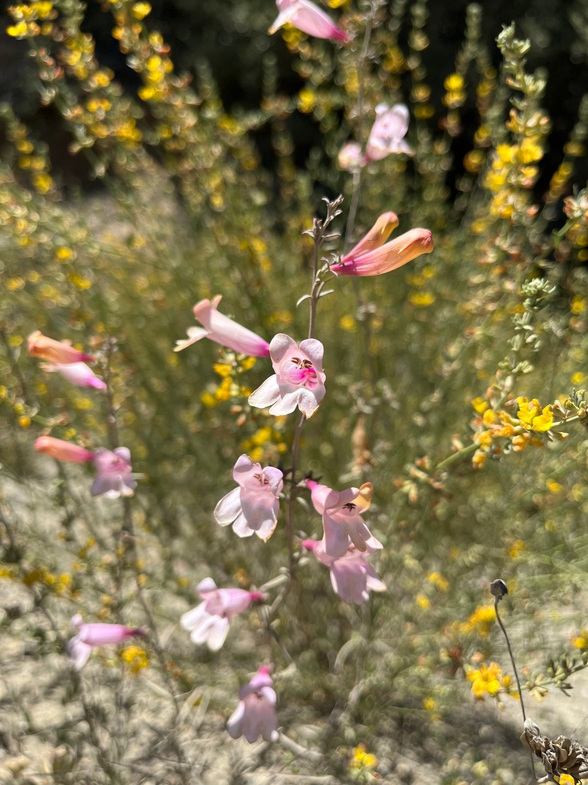 Foothill penstemon