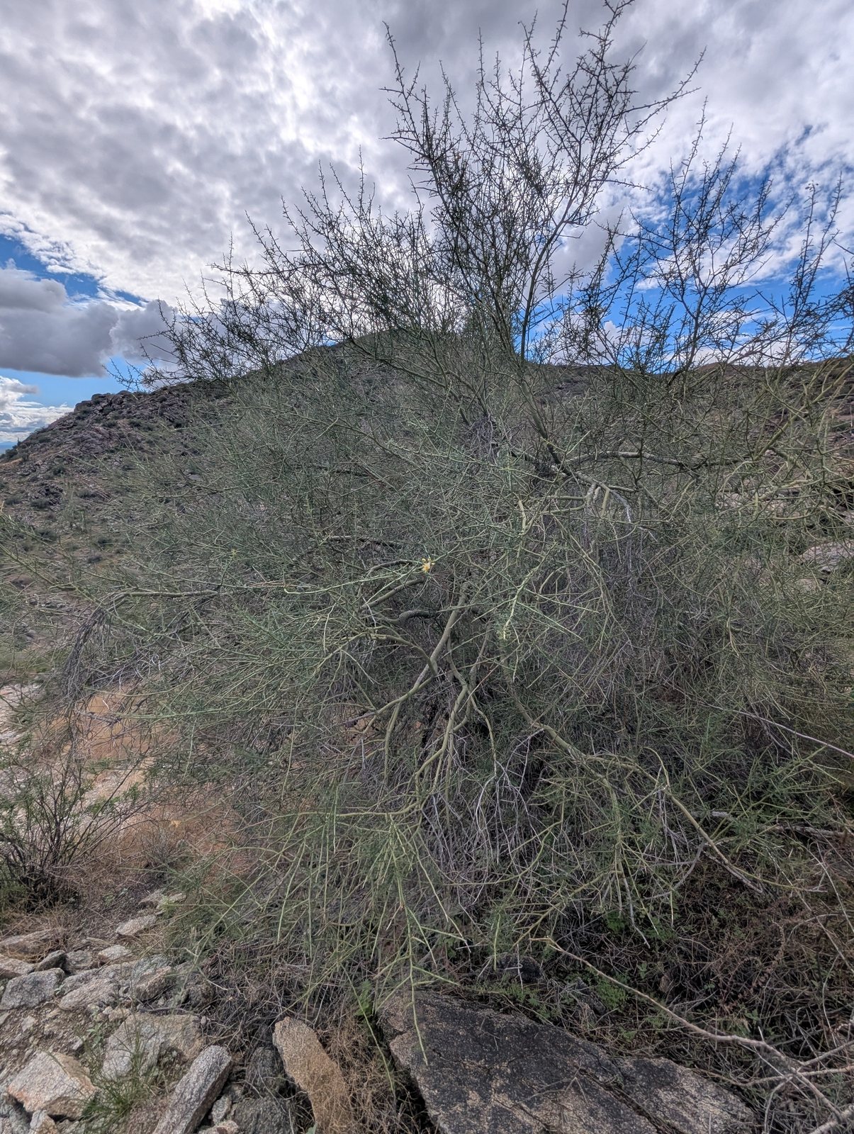 Foothills palo verde